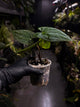 Anthurium 'Dark Phoenix' x 'RVDP'
