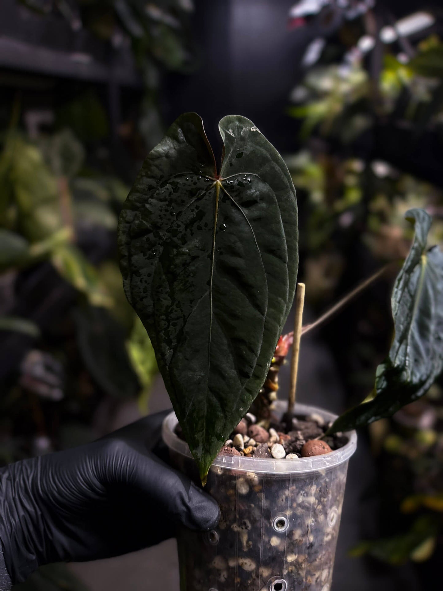 Anthurium #MidnightVelvet
