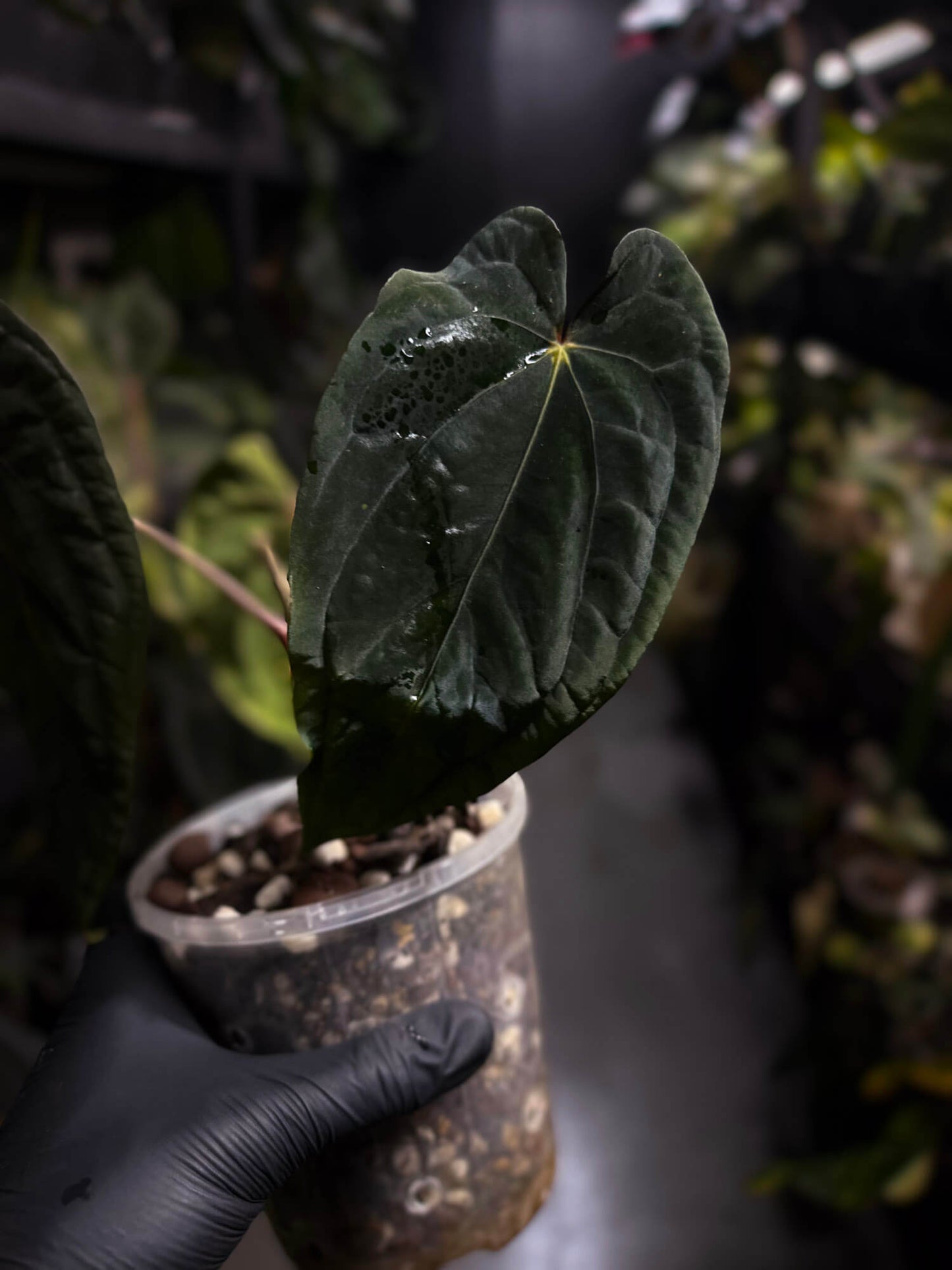 Anthurium #MidnightVelvet