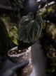 Anthurium #MidnightVelvet