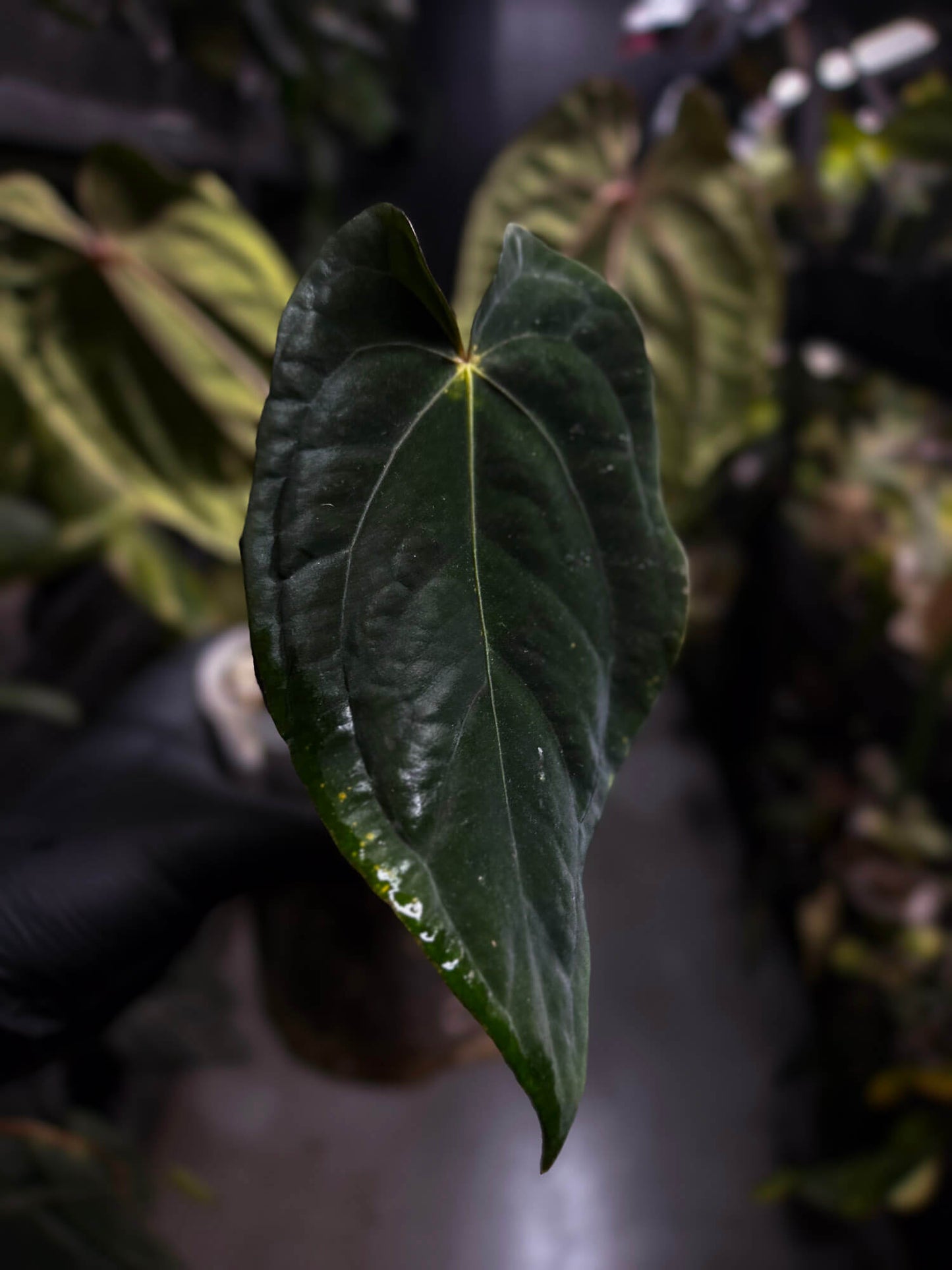 Anthurium #MidnightVelvet