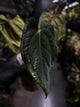 Anthurium #MidnightVelvet