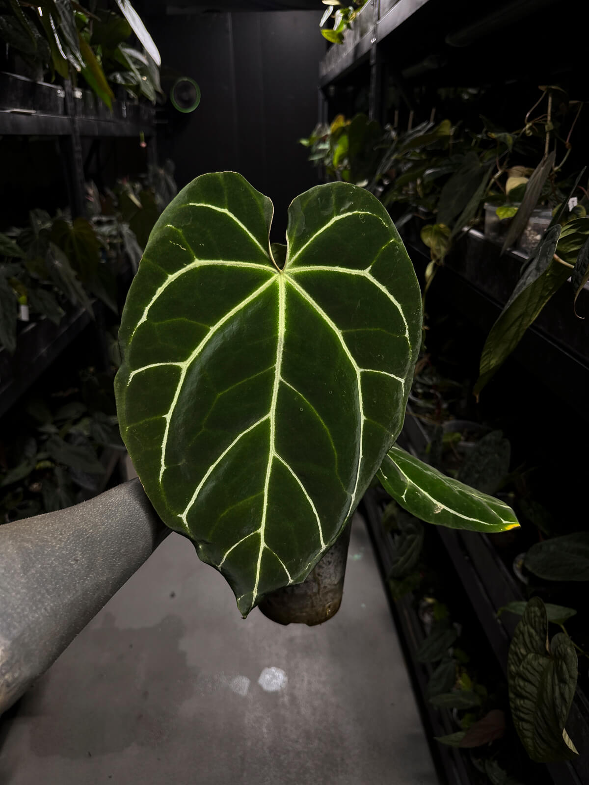 Anthurium 'Rune' x self • XL plant