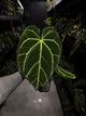 Anthurium 'Rune' x self • XL plant