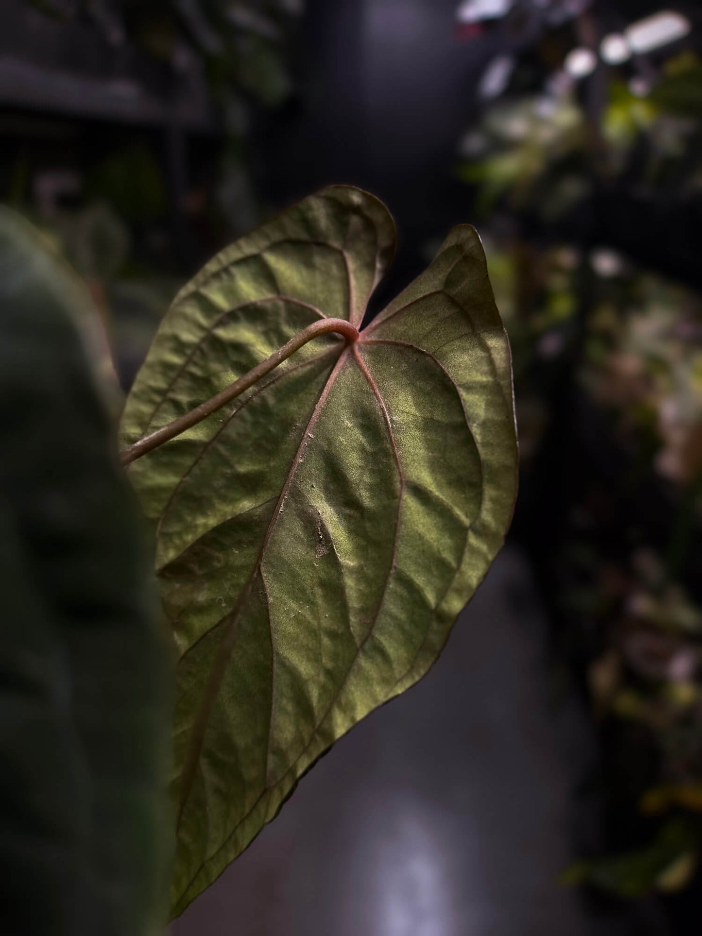 Anthurium #MidnightVelvet