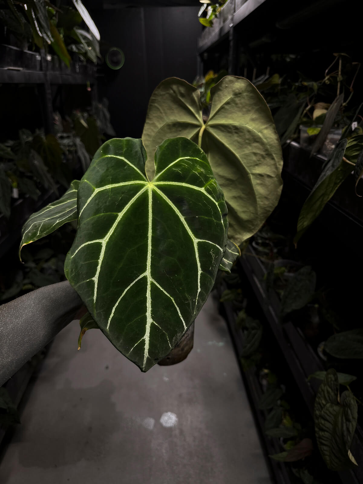 Anthurium 'Rune' x self • XL plant