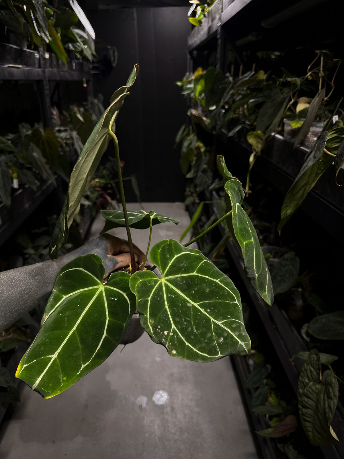 Anthurium 'Rune' x self • XL plant
