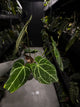 Anthurium 'Rune' x self • XL plant