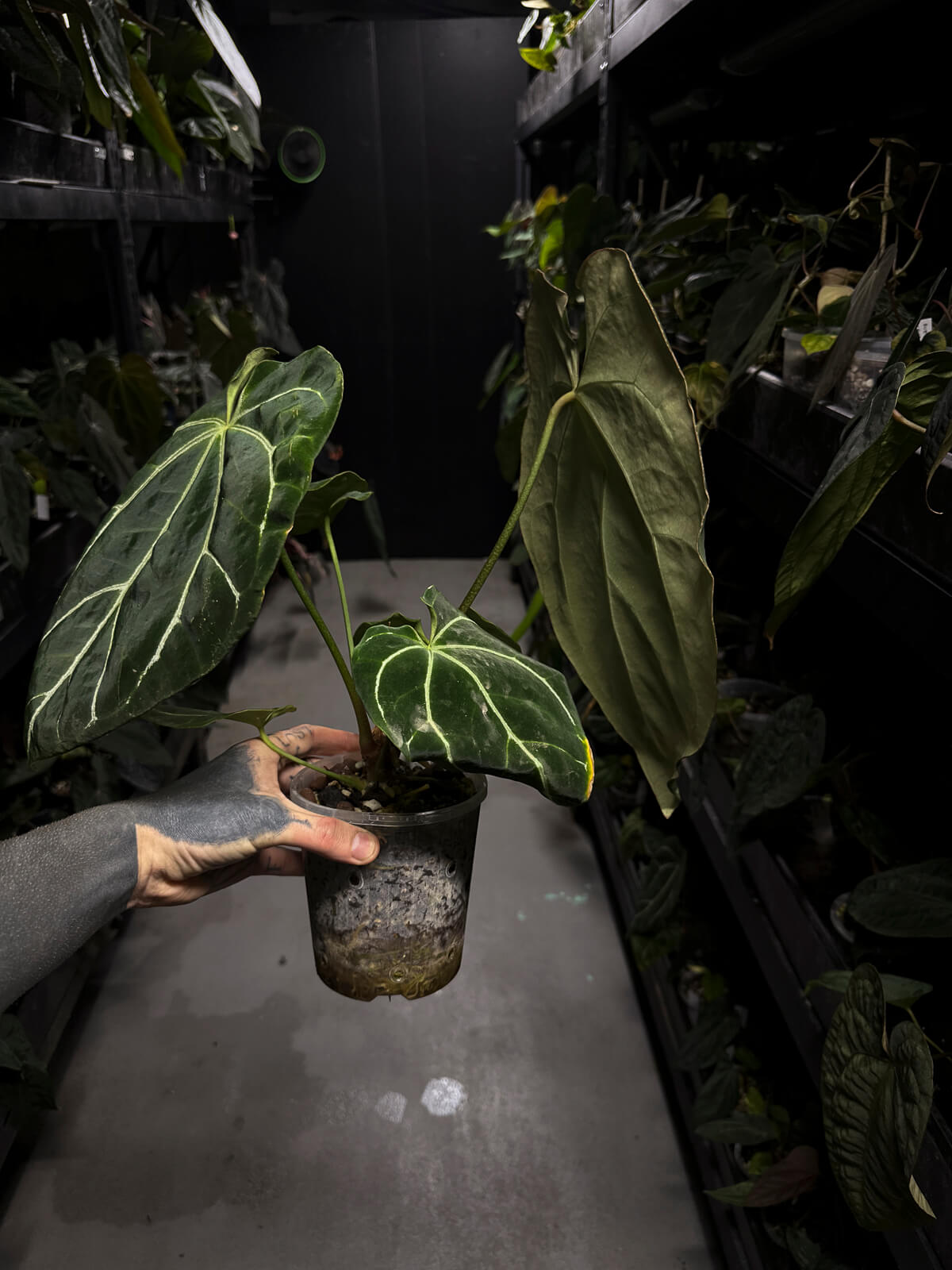 Anthurium 'Rune' x self • XL plant