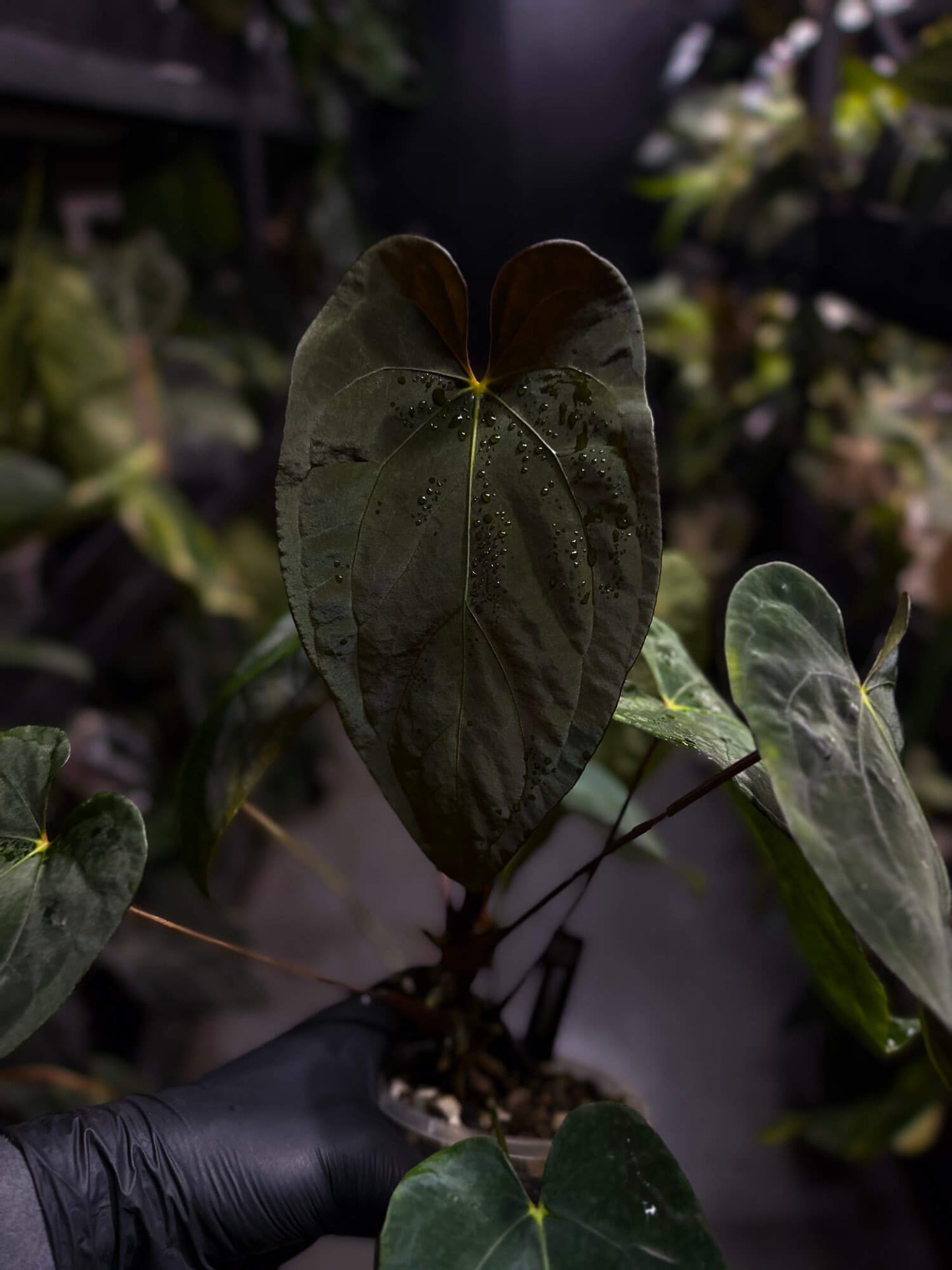 Anthurium papillilaminum hybrid 'Dropbear' x unknown