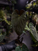Anthurium papillilaminum hybrid 'Dropbear' x unknown