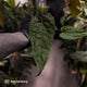 Anthurium 'Michelin Man' x (papillilaminum x luxurians)