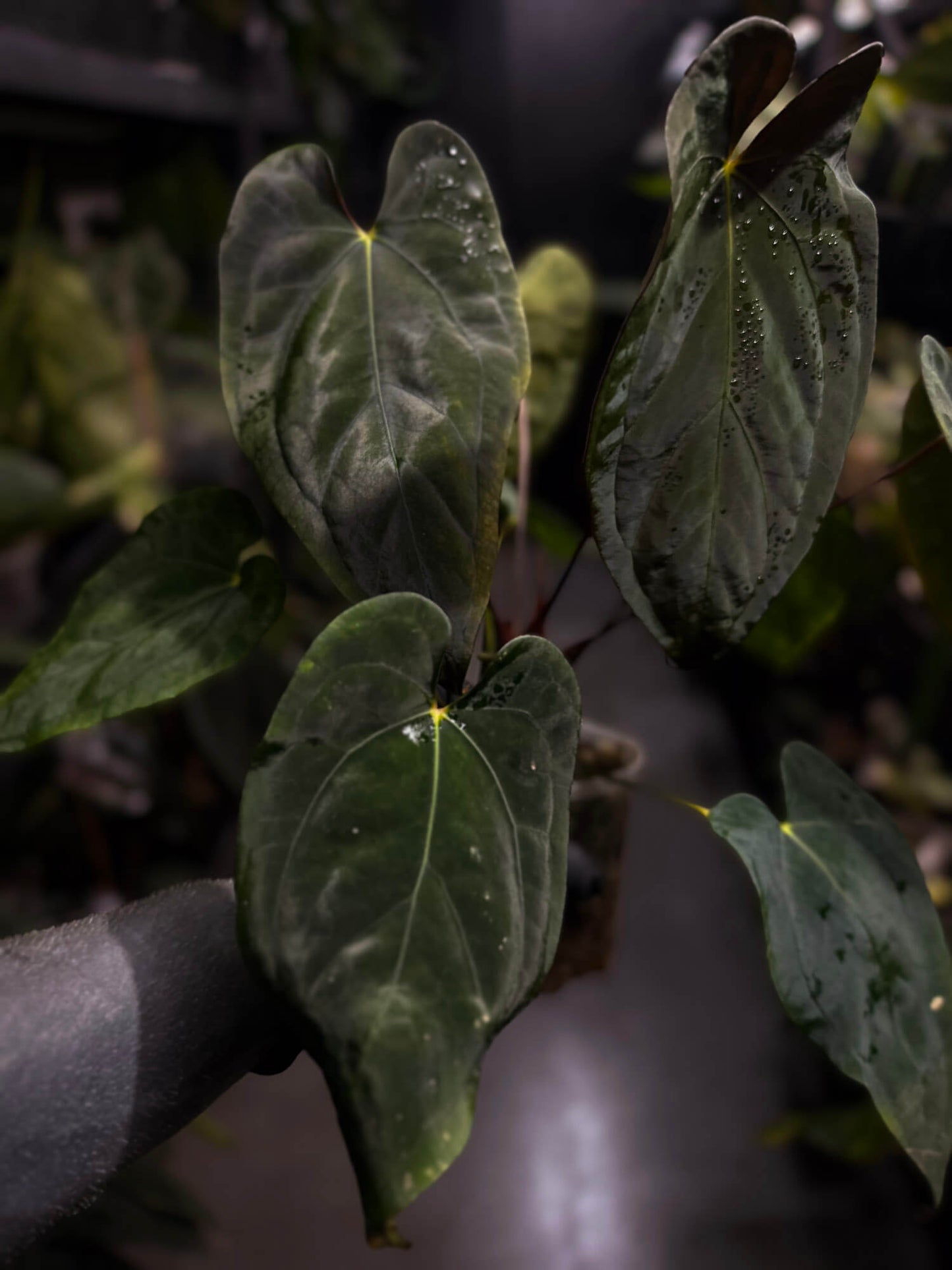 Anthurium papillilaminum hybrid 'Dropbear' x unknown