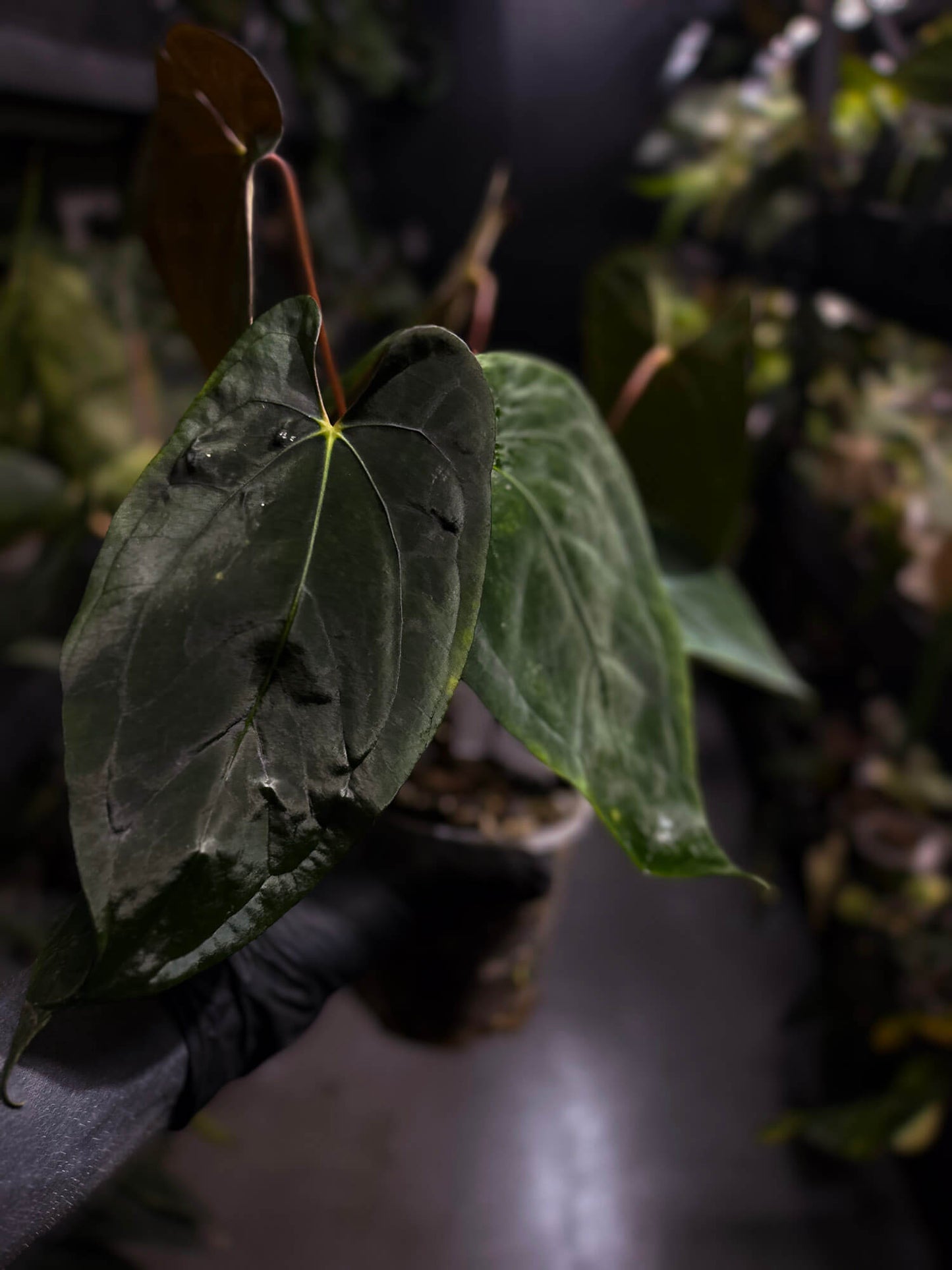 Anthurium papillilaminum hybrid 'Dropbear' x unknown