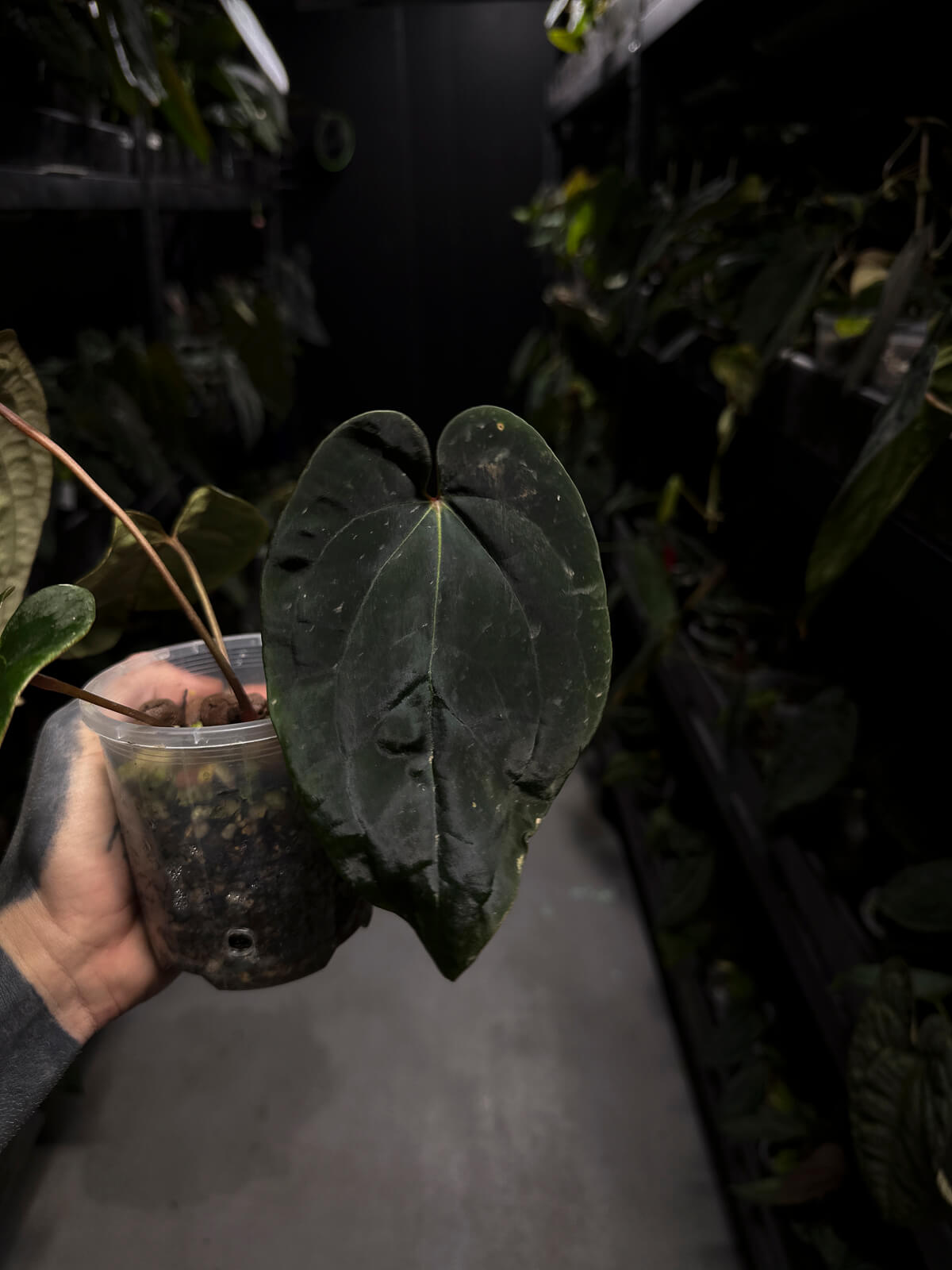 Anthurium ('Midnight Velvet' x crystallinum) x #BlackCherry 'Red' • select plant