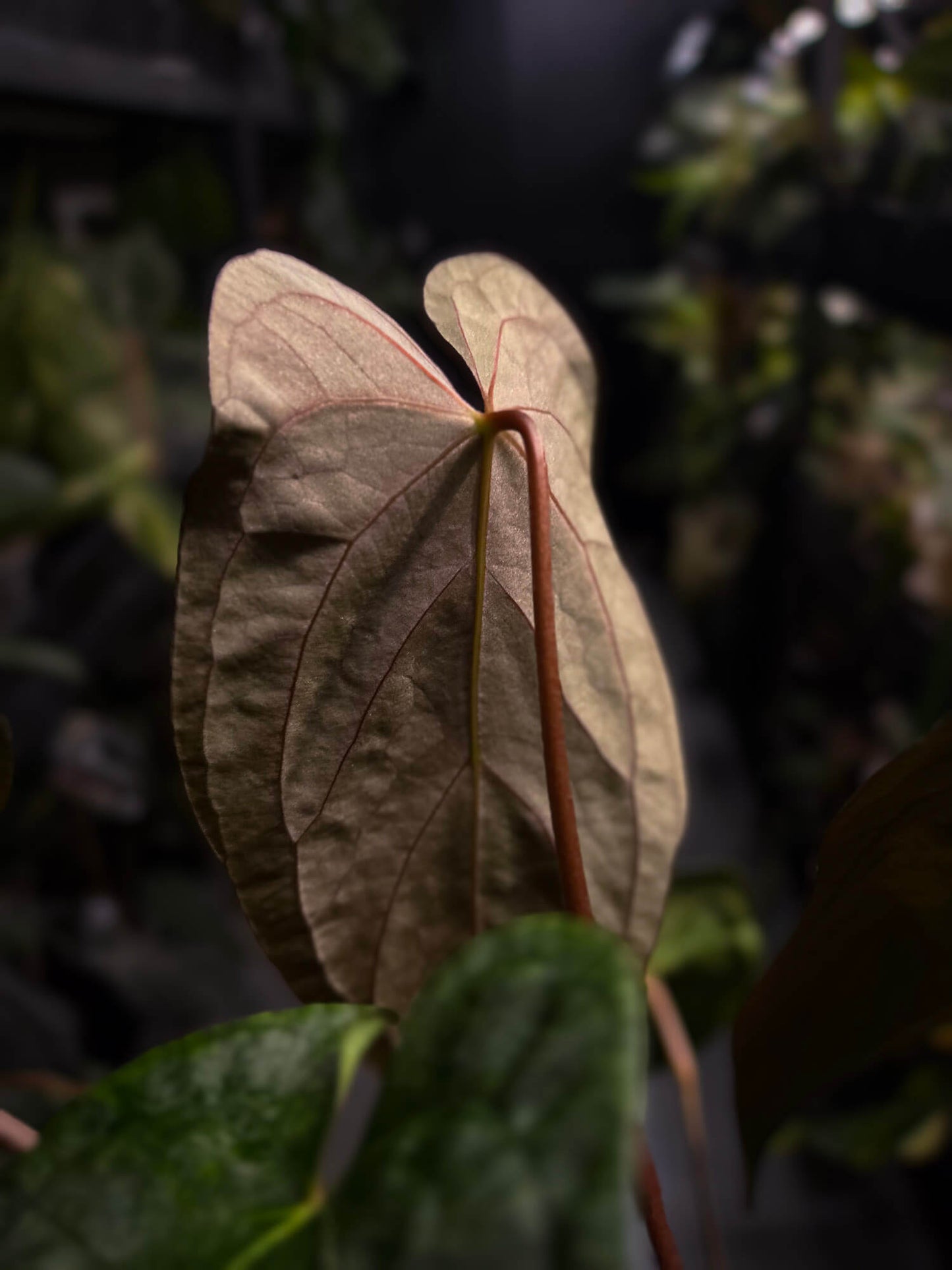 Anthurium papillilaminum hybrid 'Dropbear' x unknown