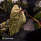 Anthurium 'Michelin Man' x (papillilaminum x luxurians)