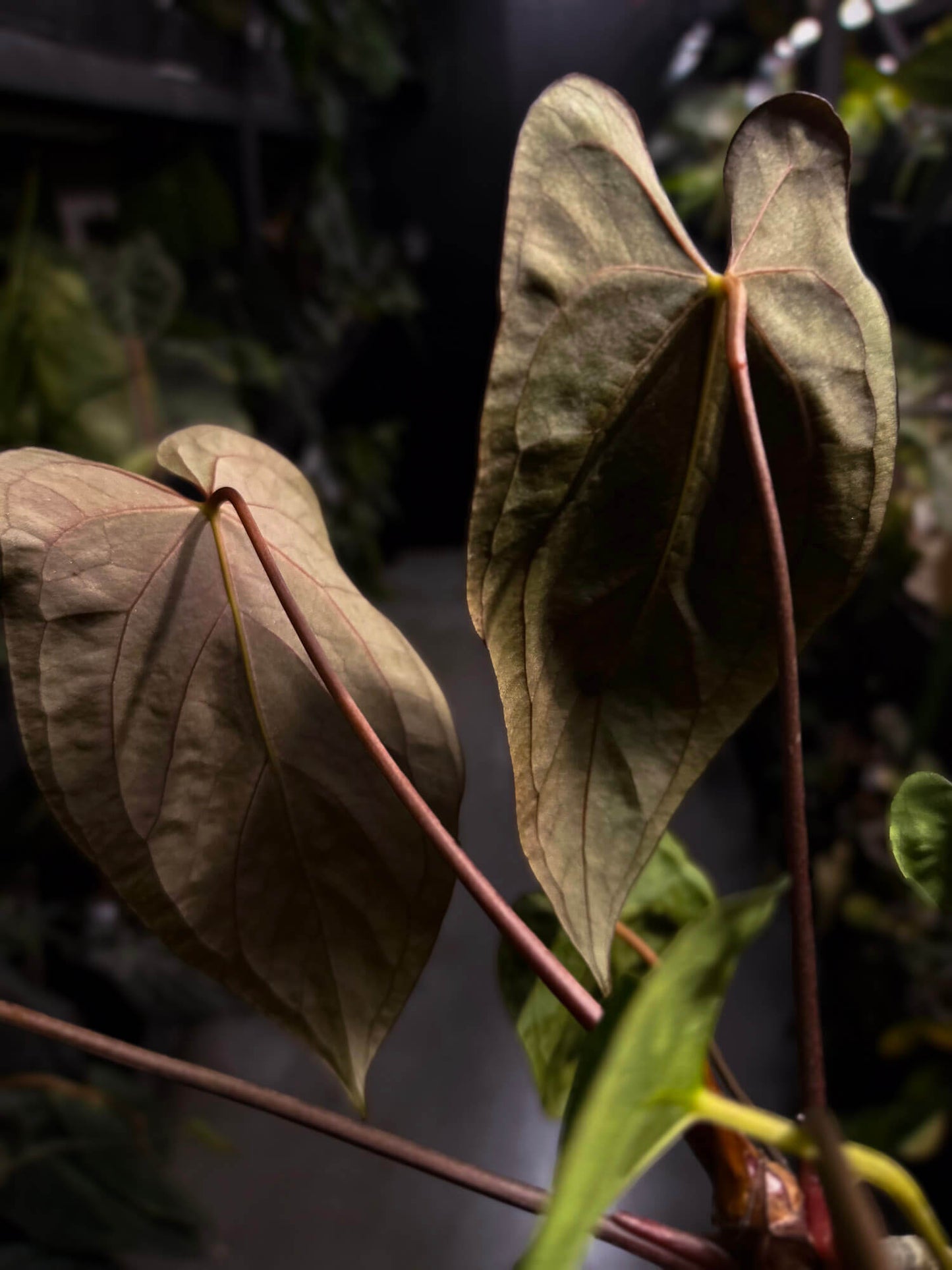 Anthurium papillilaminum hybrid 'Dropbear' x unknown