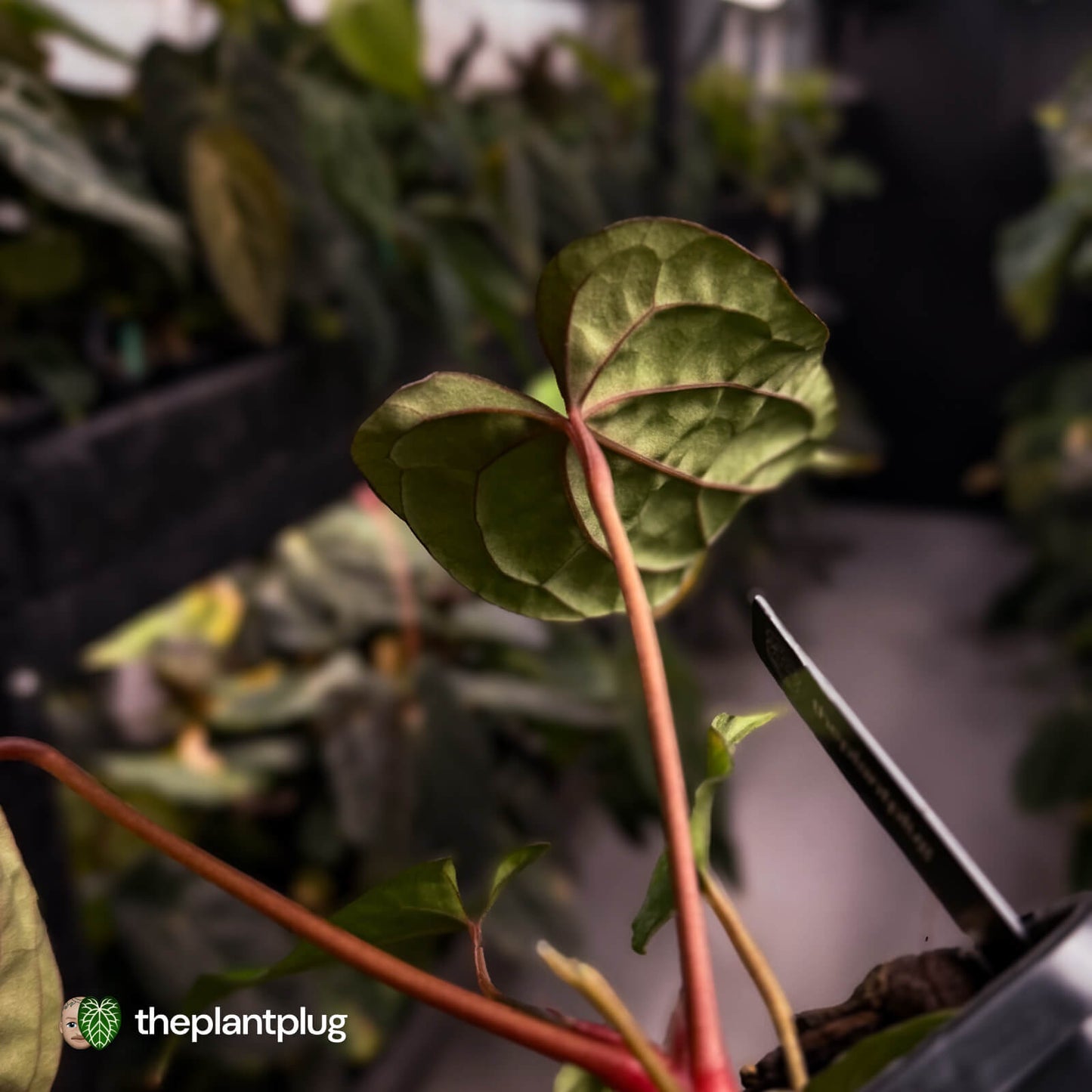 Anthurium 'Michelin Man' x (papillilaminum x luxurians)