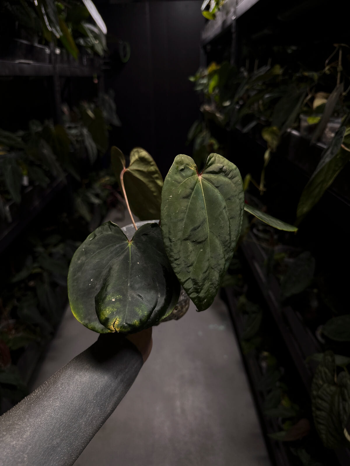 Anthurium ('Midnight Velvet' x crystallinum) x #BlackCherry 'Red' • select plant