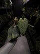 Anthurium ('Midnight Velvet' x crystallinum) x #BlackCherry 'Red' • select plant