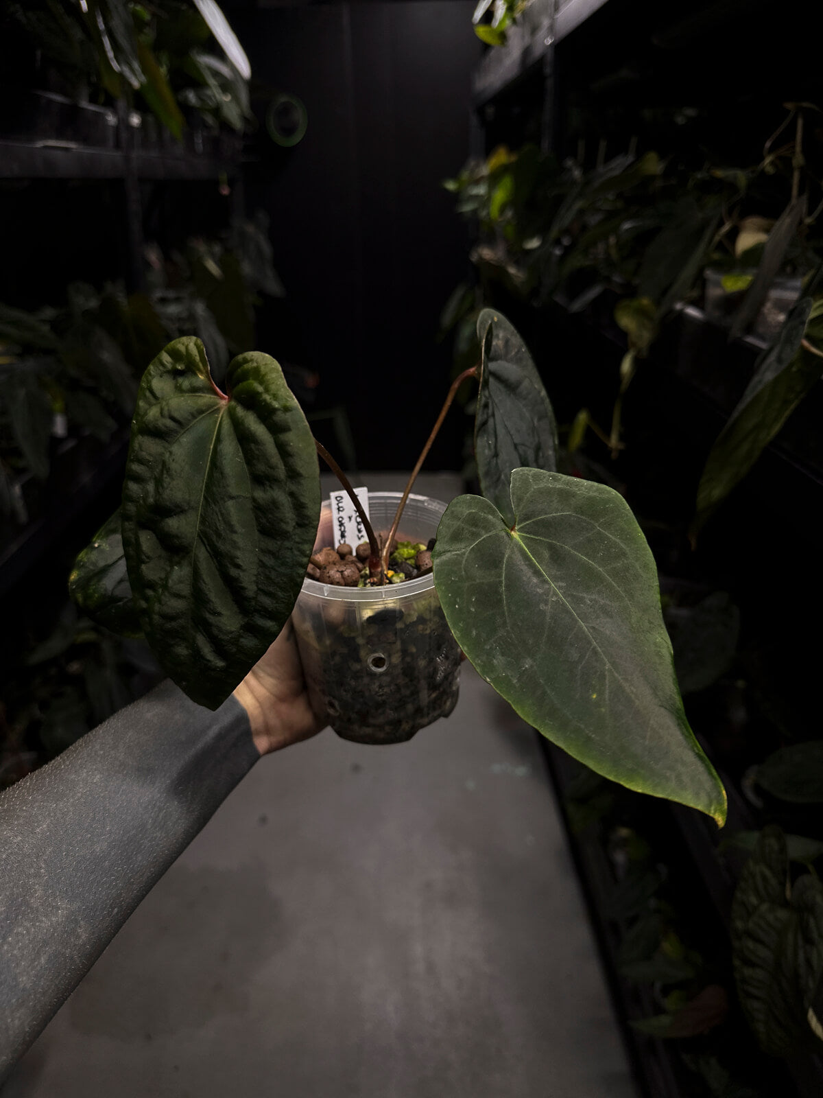 Anthurium ('Midnight Velvet' x crystallinum) x #BlackCherry 'Red' • select plant