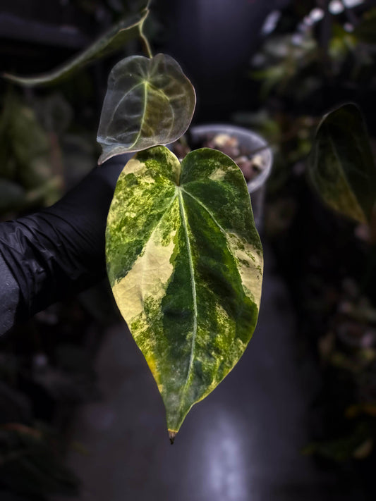 Anthurium crystallinum x forgetii variegated