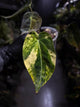 Anthurium crystallinum x forgetii variegated