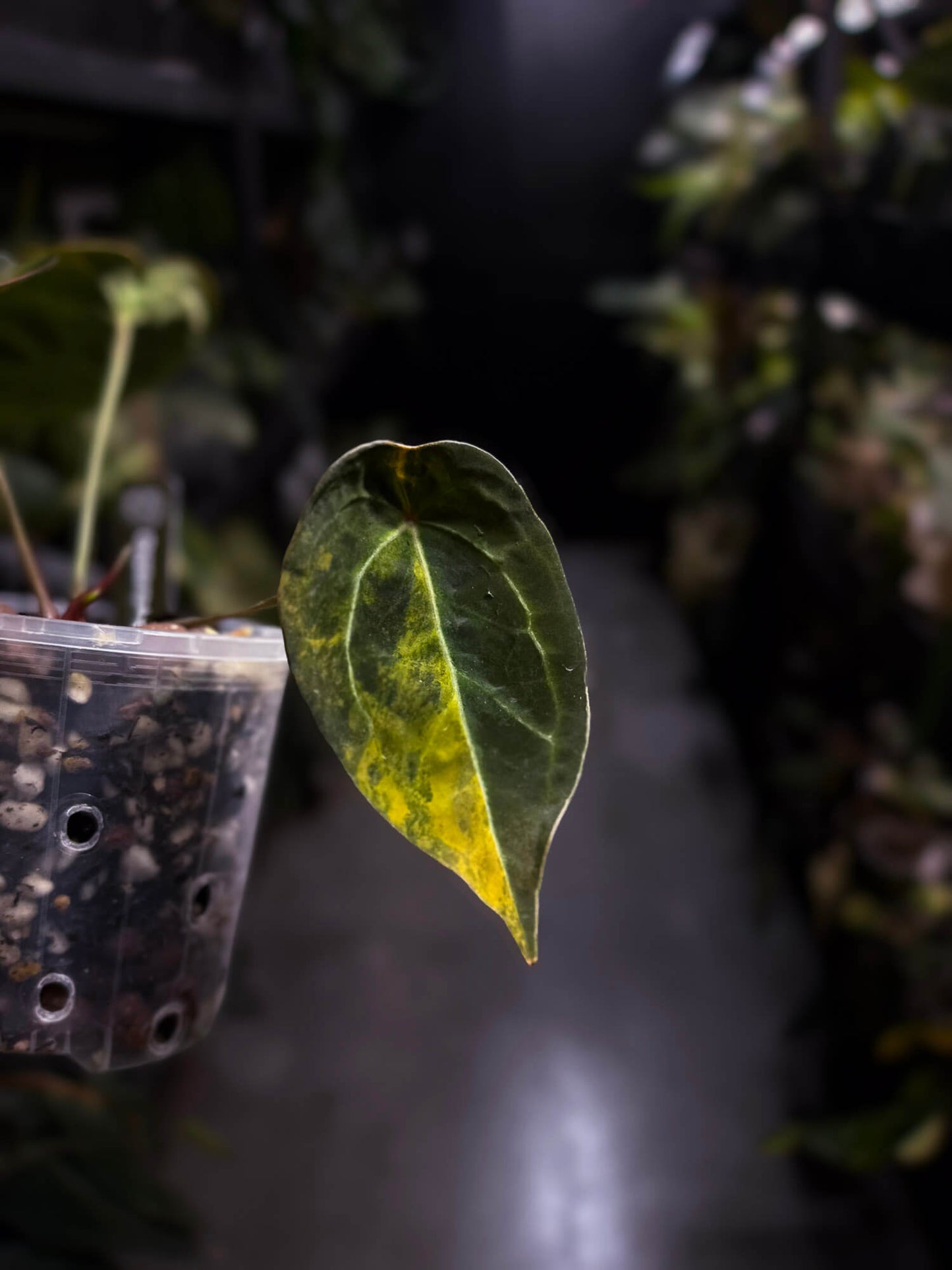 Anthurium crystallinum x forgetii variegated