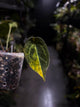 Anthurium crystallinum x forgetii variegated