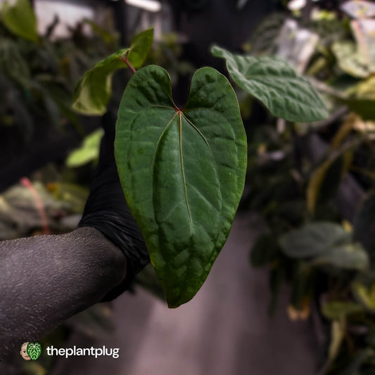 Anthurium kunayalense x 'RVDP' • select