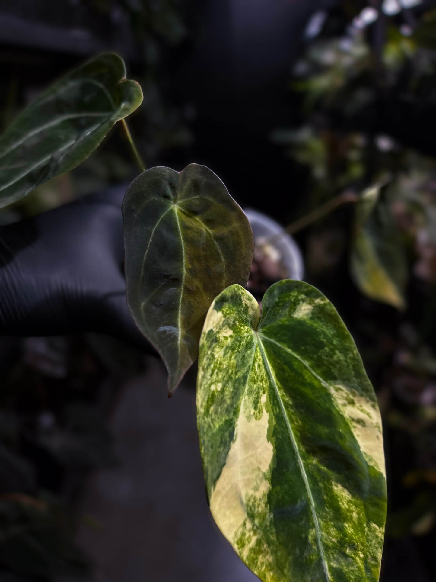Anthurium crystallinum x forgetii variegated