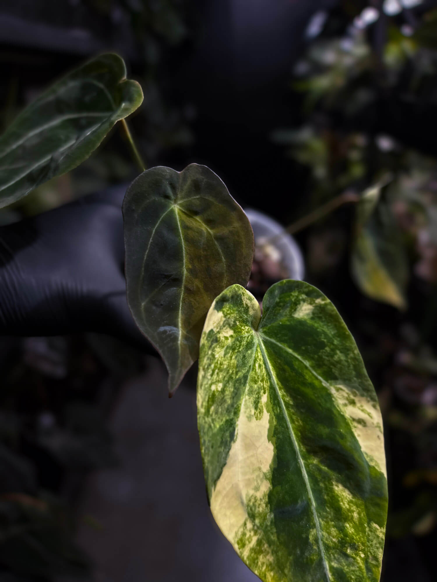 Anthurium crystallinum x forgetii variegated