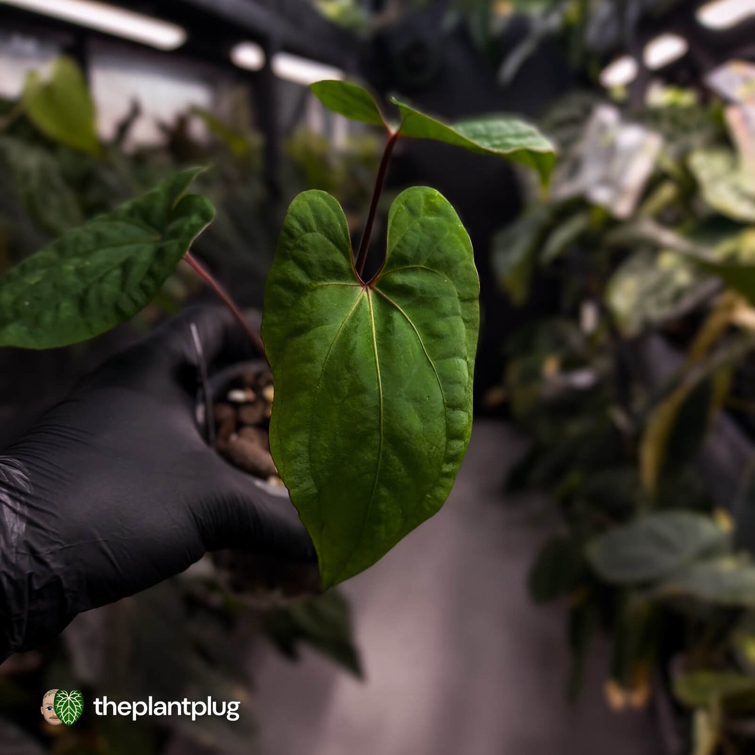 Anthurium kunayalense x 'RVDP' • select