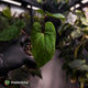 Anthurium kunayalense x 'RVDP' • select