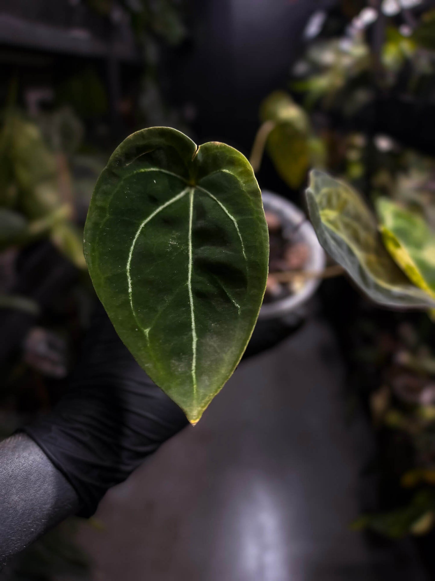 Anthurium crystallinum x forgetii variegated