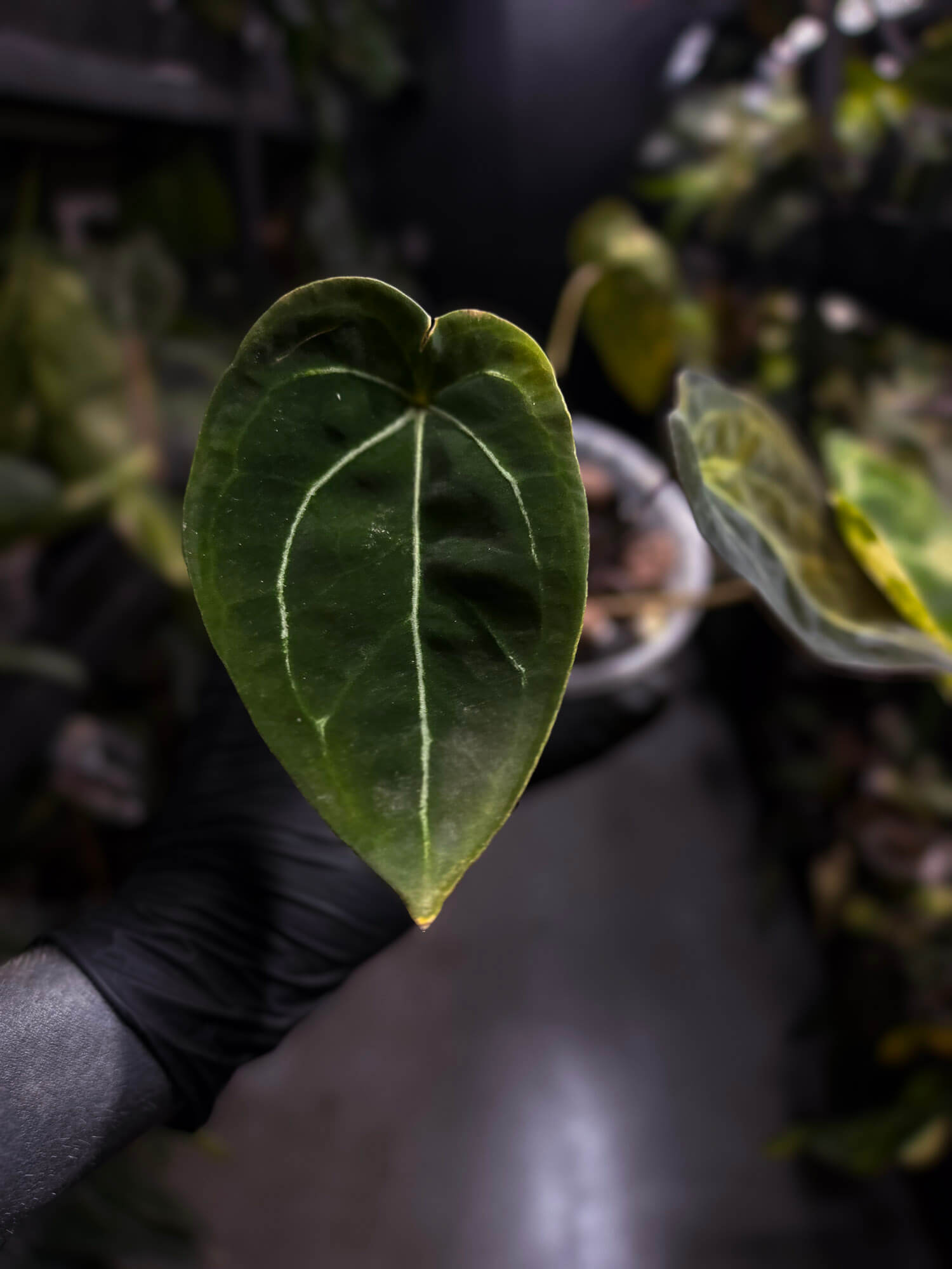 Anthurium crystallinum x forgetii variegated