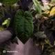 Anthurium kunayalense x 'RVDP' • select
