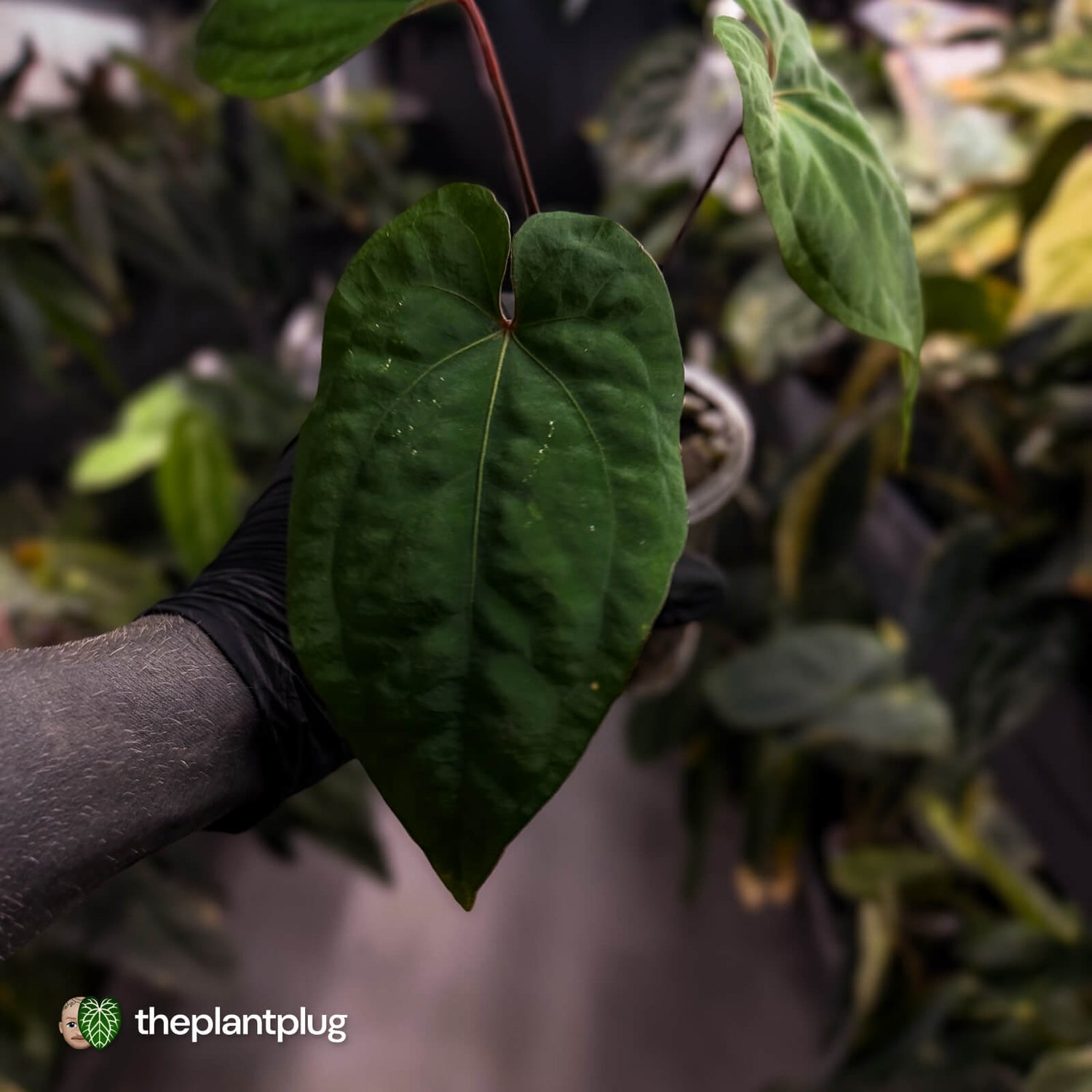 Anthurium kunayalense x 'RVDP' • select