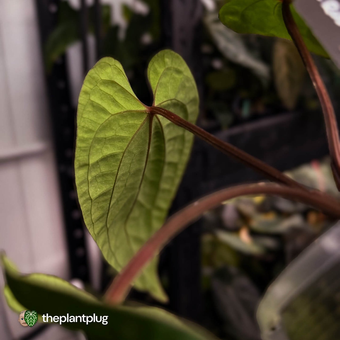 Anthurium kunayalense x 'RVDP' • select
