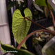 Anthurium kunayalense x 'RVDP' • select