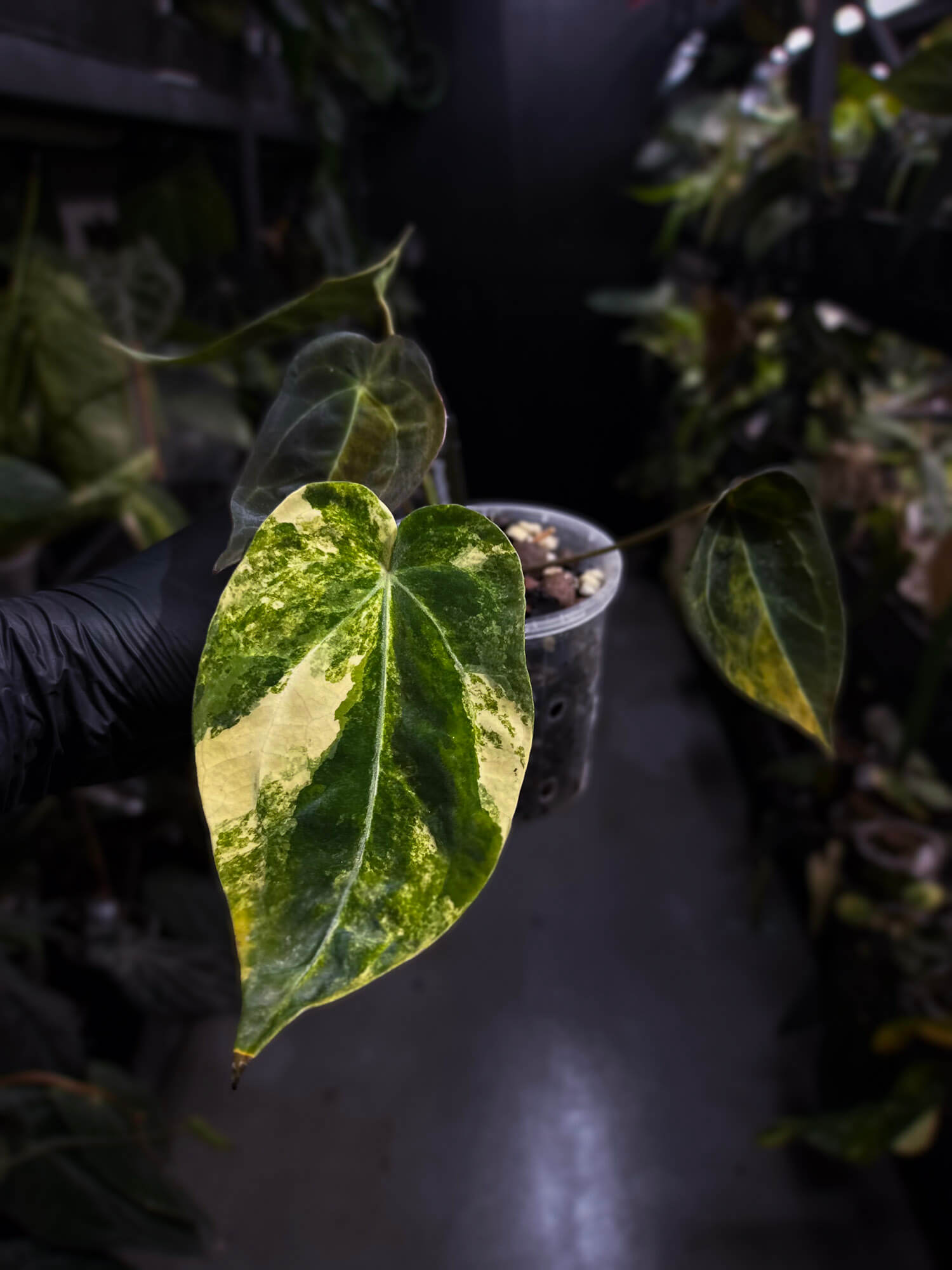 Anthurium crystallinum x forgetii variegated