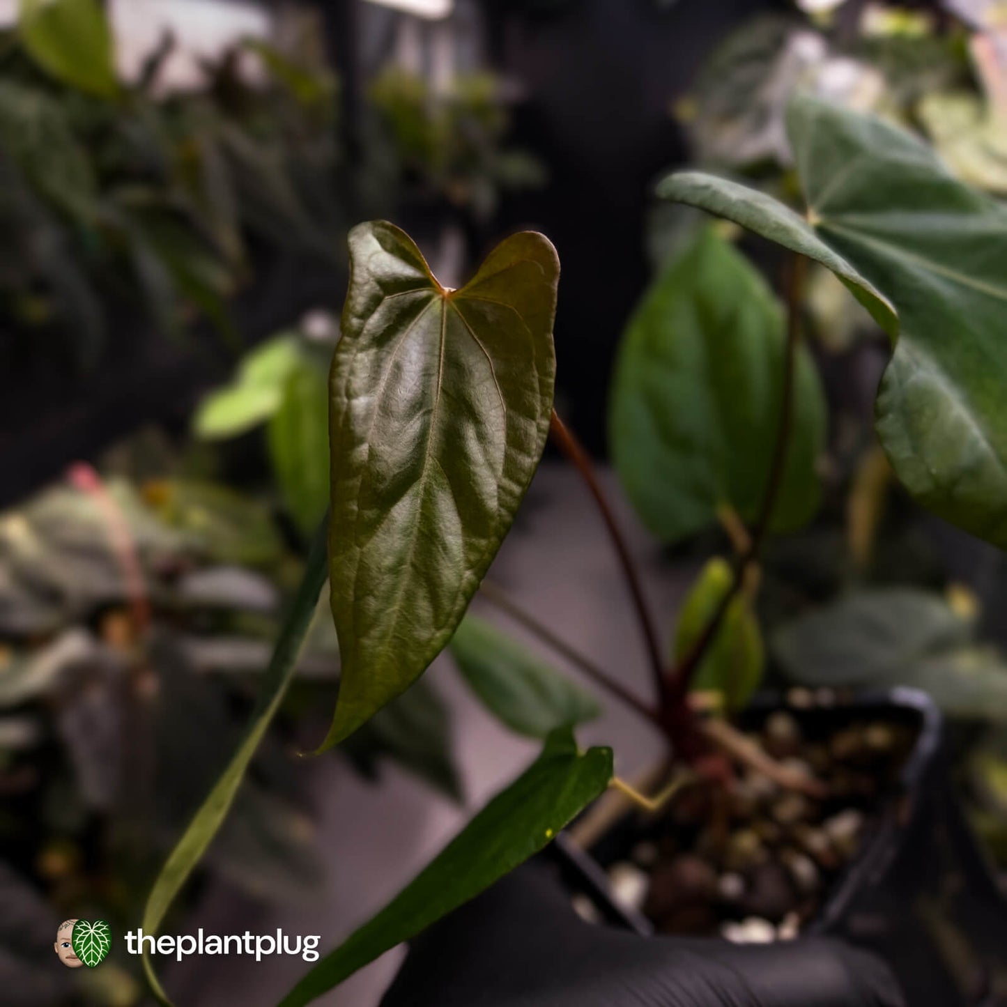 Anthurium #004 x #VolcanicAsh