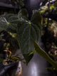 Anthurium #TwinPhoenix f2