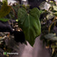 Anthurium #004 x #VolcanicAsh