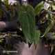 Anthurium #004 x #VolcanicAsh