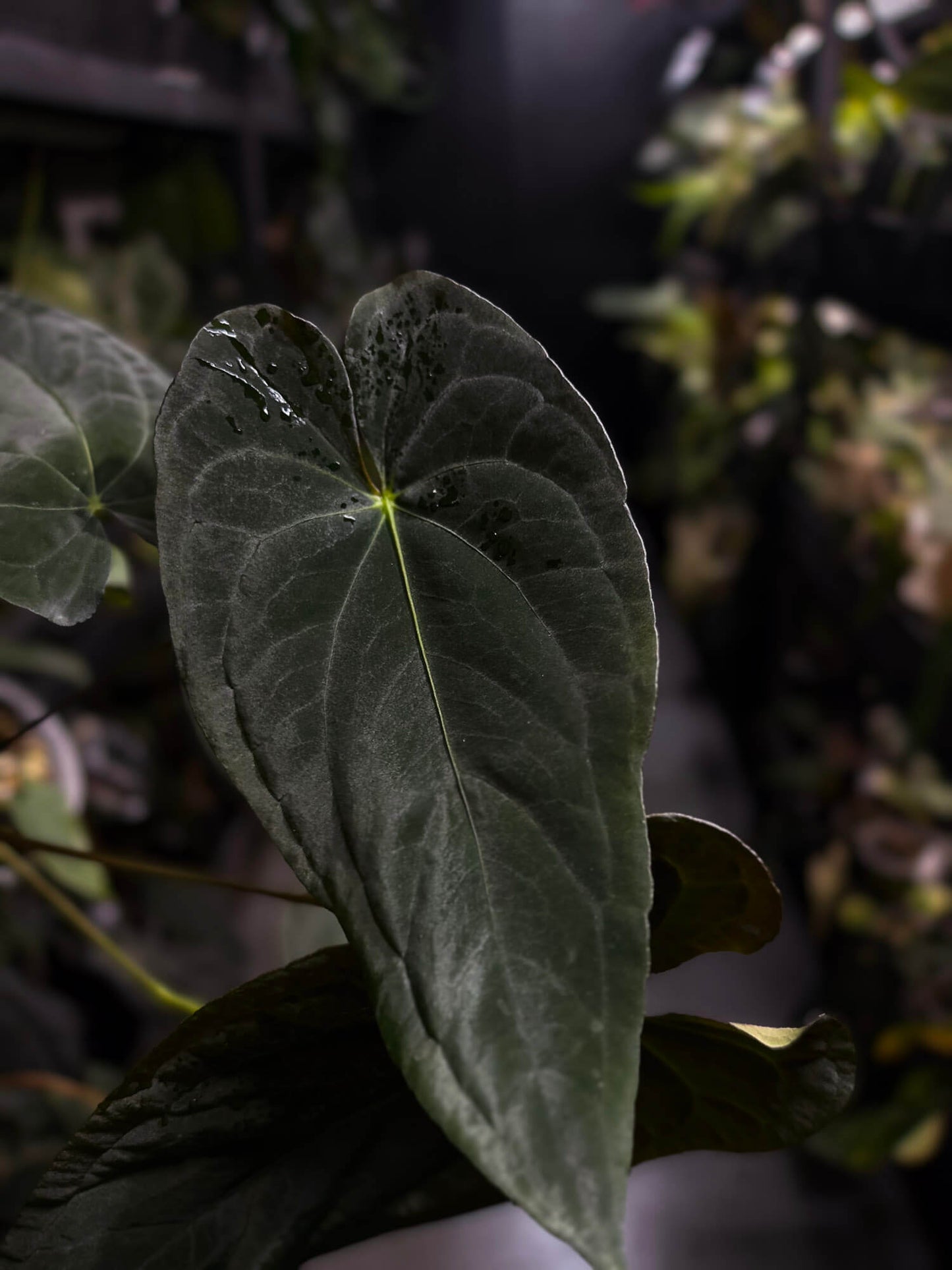 Anthurium #TwinPhoenix f2
