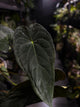 Anthurium #TwinPhoenix f2