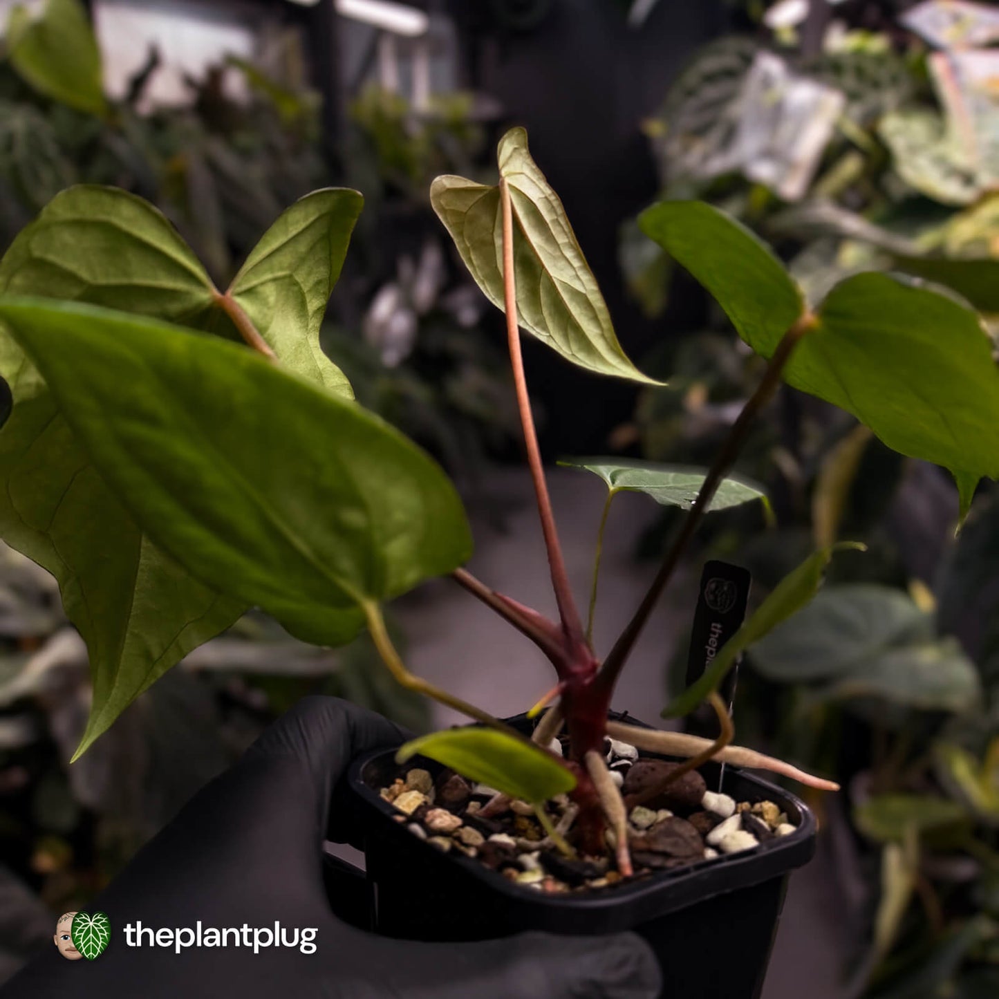 Anthurium #004 x #VolcanicAsh