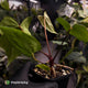 Anthurium #004 x #VolcanicAsh